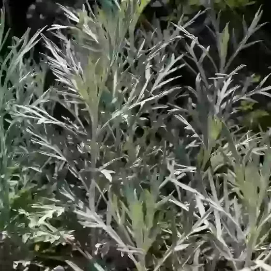 Artemisia ludoviciana Silver Queen 